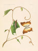 Les charaxidés et les apaturidés de la colonie du Cameroun pl 4 - Arnold Schultze — artwork view