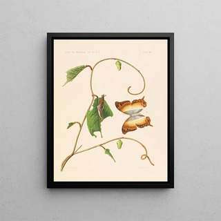 Les charaxidés et les apaturidés de la colonie du Cameroun pl 4 - Arnold Schultze — framed artwork on a wall