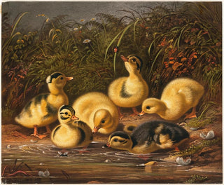Group of Ducklings - Arthur Fitzwilliam Tait — artwork view