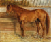 A fox in a stable - Arthur Kurtz — artwork view