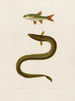 Anguilla Callensis Leuciscus Callensis - Arthus Bertrand — artwork view