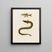 Anguilla Callensis Leuciscus Callensis - Arthus Bertrand — framed artwork on a wall