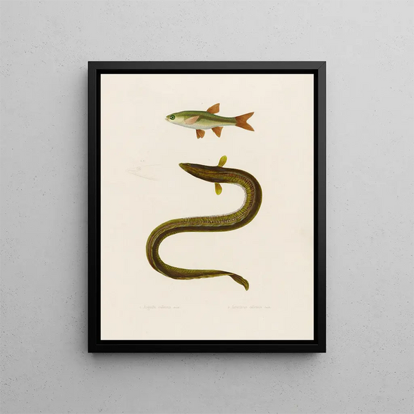 Anguilla Callensis Leuciscus Callensis - Arthus Bertrand — framed artwork on a wall