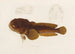 Batrachus algeriensis - Arthus Bertrand — artwork view