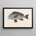 Mediterranean Diagram Painting - Arthus Bertrand — framed artwork on a wall