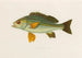 Pristipoma octolineatum - Arthus Bertrand — artwork view