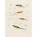 Stenodactylus Mauritanicus Lacerta perspicillata Eremias pardalis Lacerta perspicillata - Arthus Bertrand — artwork view