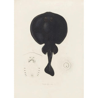 Torpedo nigra - Arthus Bertrand — artwork view