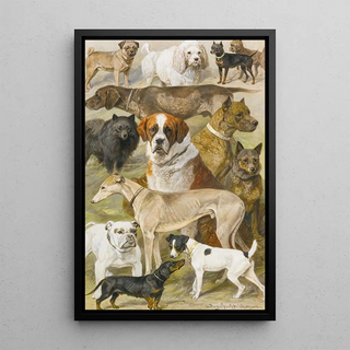 Reproduction of the painting Studies of Dogs - August Specht