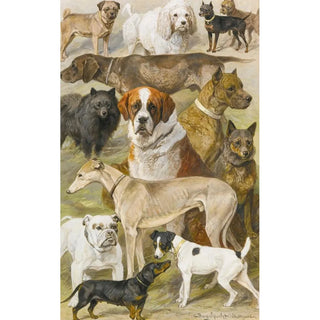 Reproduction of the painting Studies of Dogs - August Specht
