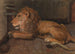 Lion at Artis Amsterdam - Auguste Allébé — artwork view