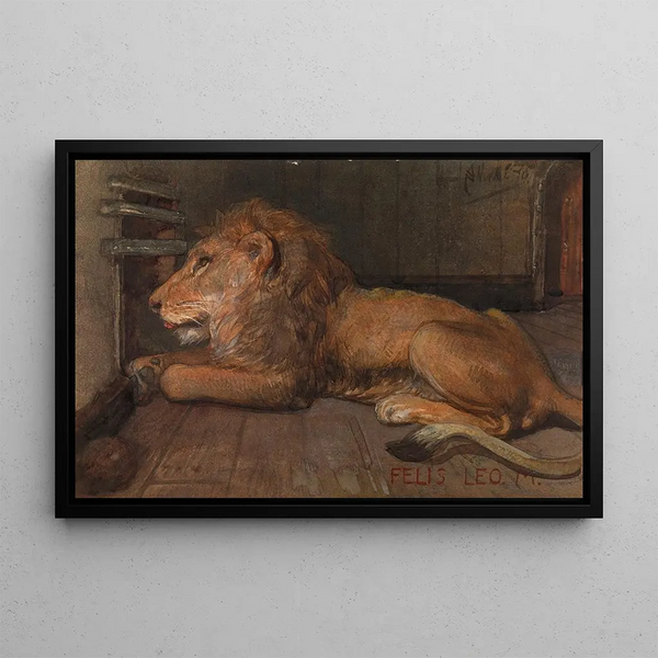 Lion at Artis Amsterdam - Auguste Allébé — framed artwork on a wall