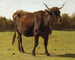 a cow grazing in a meadow - Auguste Bonheur — artwork view