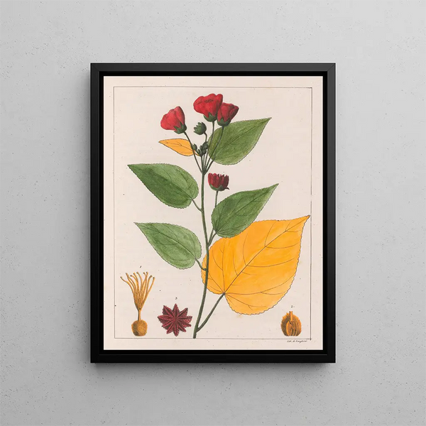 Abutilon esculentum - Auguste de Saint-Hilaire — framed artwork on a wall