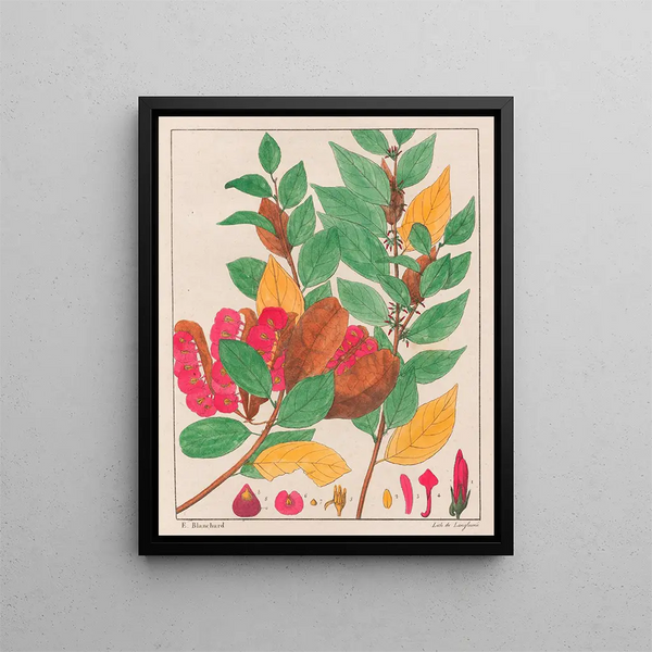 L'anxiété du salut - Auguste de Saint-Hilaire — framed artwork on a wall