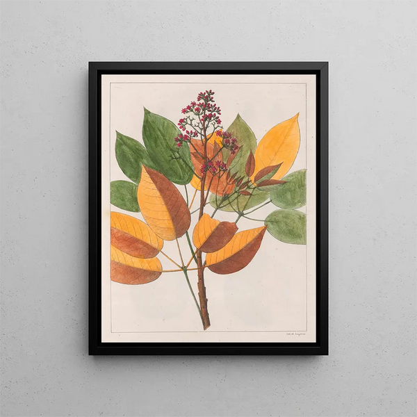 Vous Gomesii - Auguste de Saint-Hilaire — framed artwork on a wall