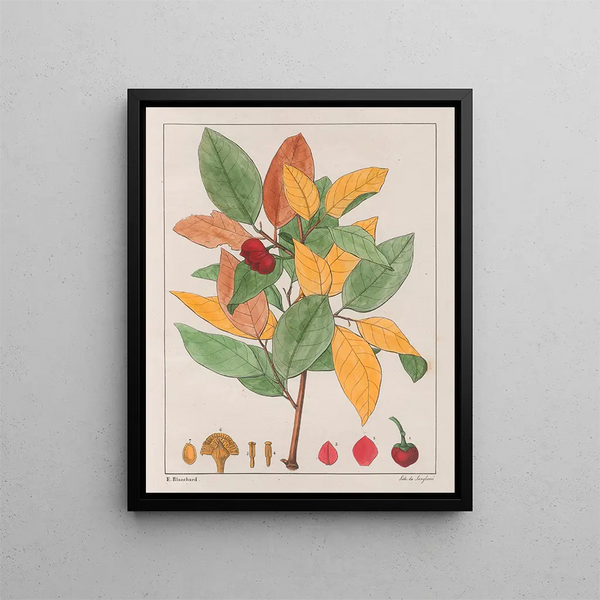 Anna palustris - Auguste de Saint-Hilaire — framed artwork on a wall