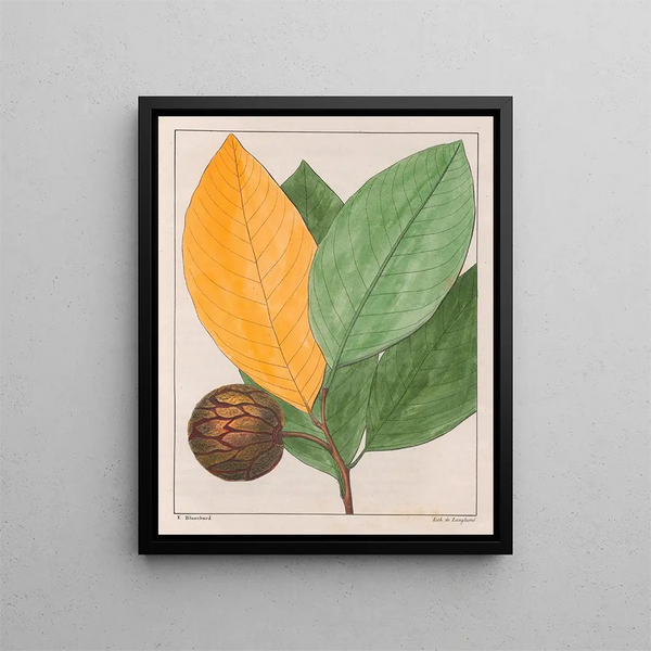 Anona sylvatica - Auguste de Saint-Hilaire — framed artwork on a wall