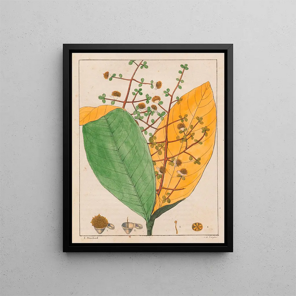 Calyptranthes aromatica - Auguste de Saint-Hilaire — framed artwork on a wall