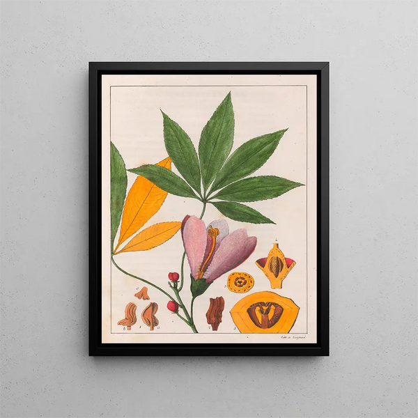 Chorisia speciosa - Auguste de Saint-Hilaire — framed artwork on a wall