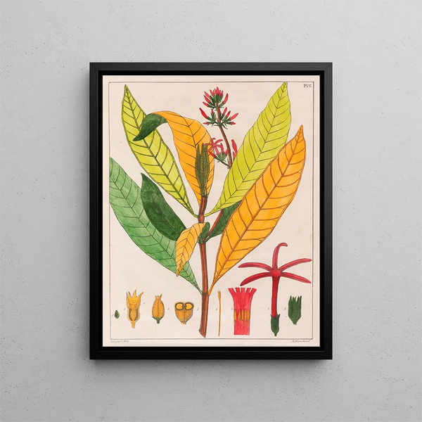 Cinchona ferruginea - Auguste de Saint-Hilaire — framed artwork on a wall