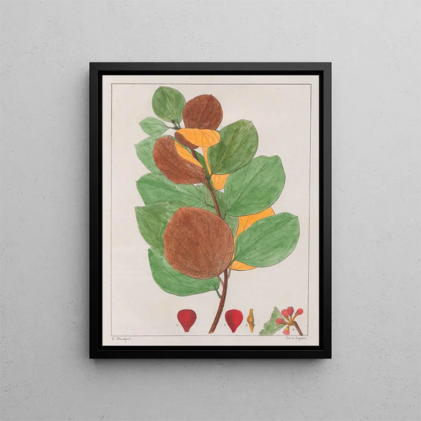 Cissampelos ebracteata - Auguste de Saint-Hilaire — framed artwork on a wall