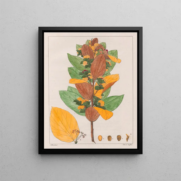 Cissampelos ovalifolia - Auguste de Saint-Hilaire — framed artwork on a wall