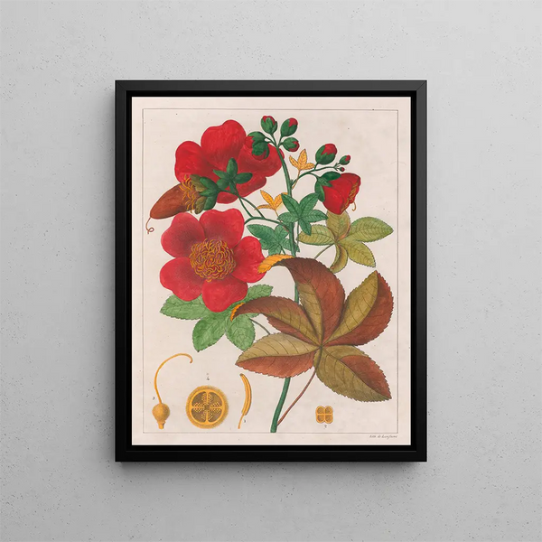 Cochlospermum insigne - Auguste de Saint-Hilaire — framed artwork on a wall