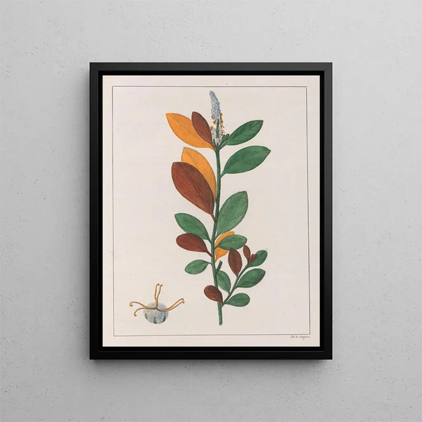 Croton campestris - Auguste de Saint-Hilaire — framed artwork on a wall