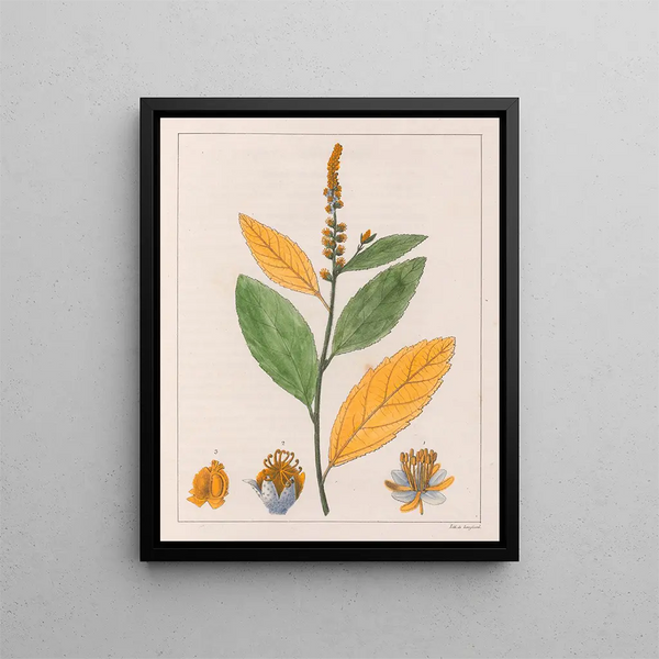 Croton perdicipes - Auguste de Saint-Hilaire — framed artwork on a wall