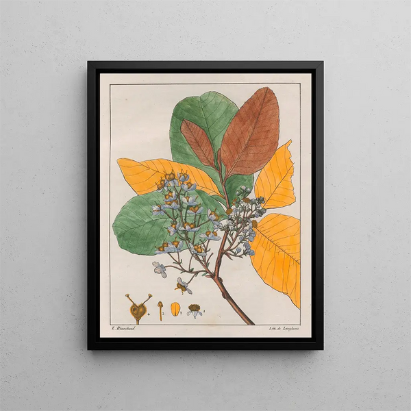 Curatella les deux - Auguste de Saint-Hilaire — framed artwork on a wall