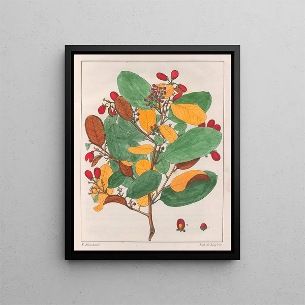 Davilla elliptica - Auguste de Saint-Hilaire — framed artwork on a wall