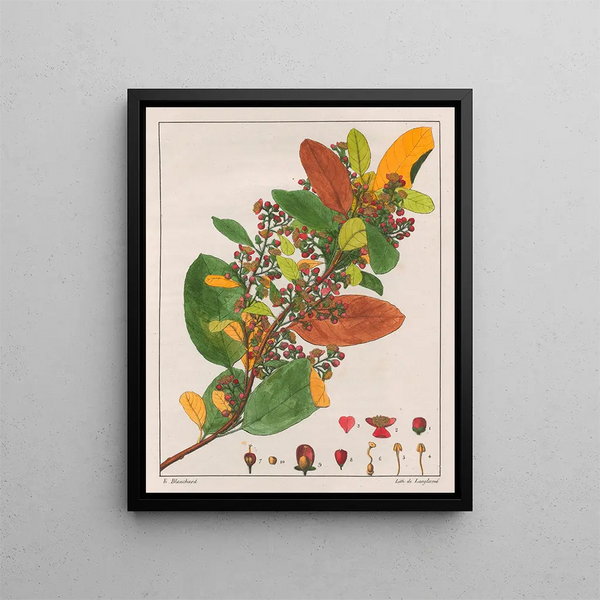 Davilla rugosa - Auguste de Saint-Hilaire — framed artwork on a wall