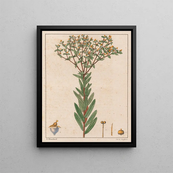 Euphorbia papillosa - Auguste de Saint-Hilaire — framed artwork on a wall