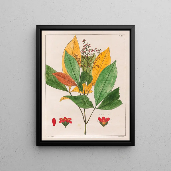 Evodia febrifuga - Auguste de Saint-Hilaire — framed artwork on a wall