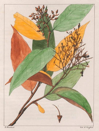 Gomphia hexasperma - Auguste de Saint-Hilaire — artwork view