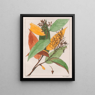 Gomphia hexasperma - Auguste de Saint-Hilaire — framed artwork on a wall