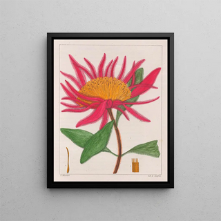 Gomphrena macrocephala painting - Auguste de Saint-Hilaire — framed artwork on a wall