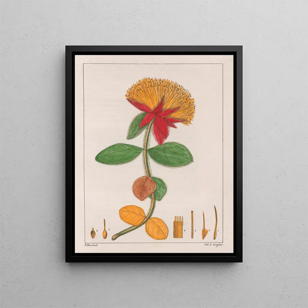 Gomphrena officinalis - Auguste de Saint-Hilaire — framed artwork on a wall