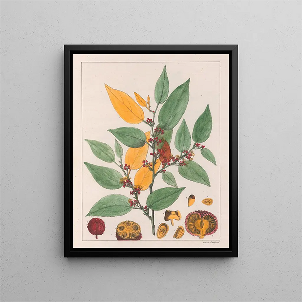 Guazuma ulmifolia Painting - Auguste de Saint-Hilaire — framed artwork on a wall