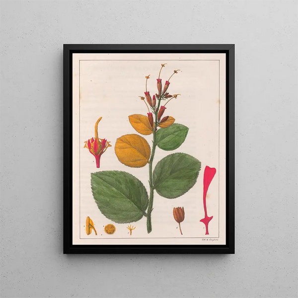 Helicopters Sacarolha - Auguste de Saint-Hilaire — framed artwork on a wall