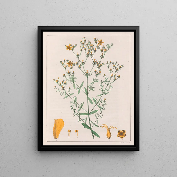 Hypericum laxiusculum - Auguste de Saint-Hilaire — framed artwork on a wall