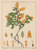 Ionidium ipecacuanha - Auguste de Saint-Hilaire — artwork view