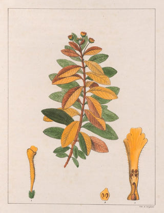 Lantana pseudothea - Auguste de Saint-Hilaire — artwork view