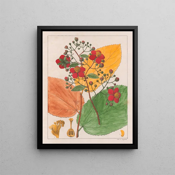Luhea paniculata - Auguste de Saint-Hilaire — framed artwork on a wall