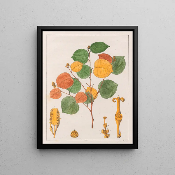 Prounea brasiliensis - Auguste de Saint-Hilaire — framed artwork on a wall