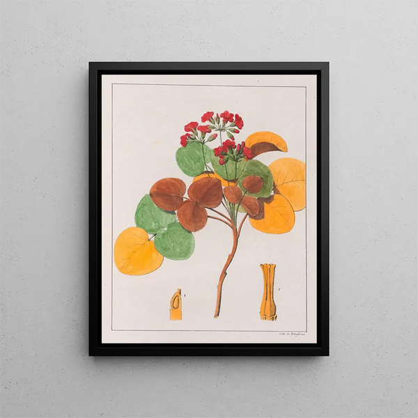 Oxalis cordata - Auguste de Saint-Hilaire — framed artwork on a wall