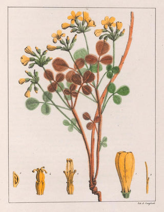 Oxalis fulva - Auguste de Saint-Hilaire — artwork view