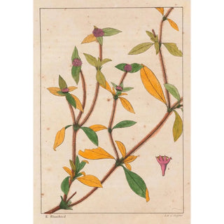 Richardsonia Rosea - Auguste de Saint-Hilaire — artwork view