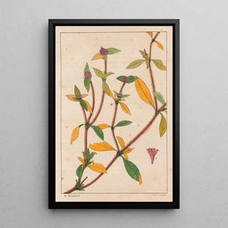 Richardsonia Rosea - Auguste de Saint-Hilaire — framed artwork on a wall